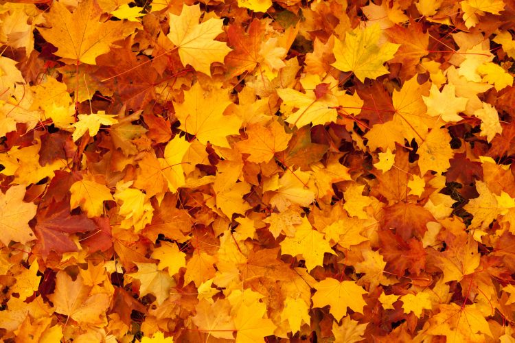 maple-leaves-background